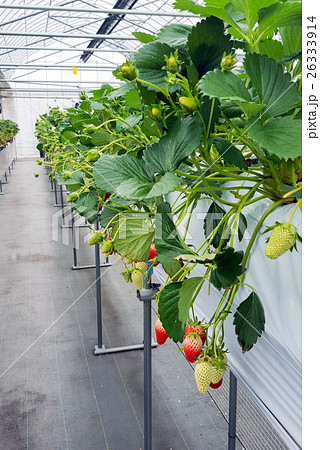 Strawberry fruit in nursery plantation 26333914