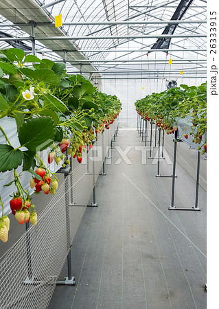 Strawberry fruit in nursery plantation 26333915