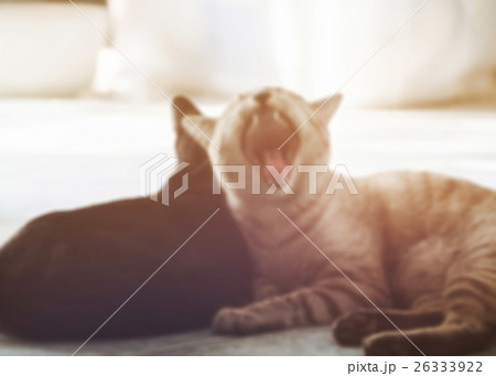 Blurred cat gray sleeping yawning in light warm Blurred cat gray sleeping yawning in light warm 26333922