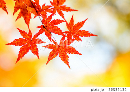 晩秋〜楓 26335132