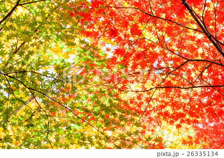 晩秋〜楓 26335134