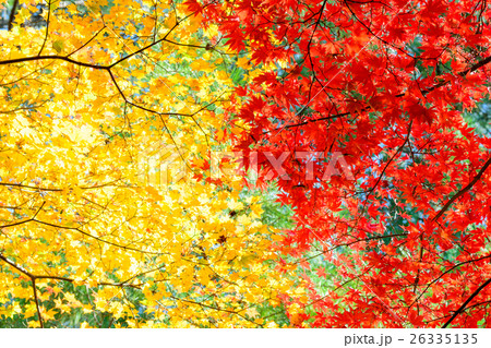 晩秋〜楓 26335135