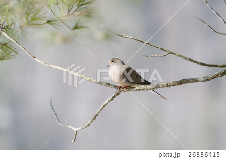 Mourning Dove, Turtle Dove (Zenaida macroura) Mourning Dove, Turtle Dove (Zenaida macroura) 26336415