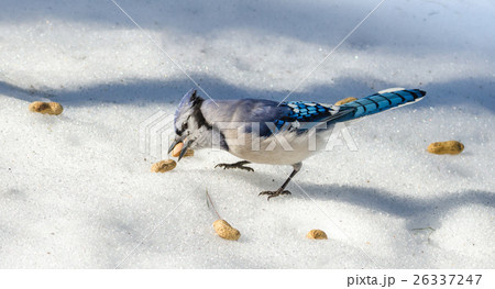 Blue Jay (Cyanocitta cristata) in early springtime Blue Jay (Cyanocitta cristata) in early springtime 26337247