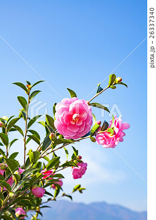 山茶花、サザンカ、さざんか、青空 山茶花、サザンカ、さざんか、青空 26337340