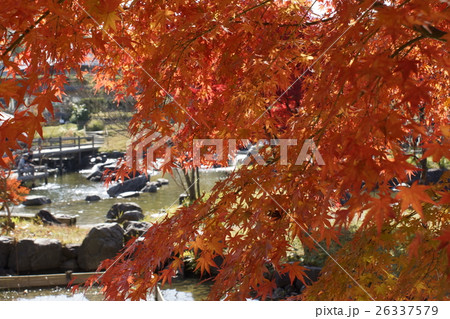 もみじ 紅葉 03 もみじ 紅葉 03 26337579