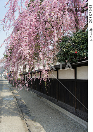 枝垂桜, 角館, 板塀, しだれ桜 枝垂桜, 角館, 板塀, しだれ桜 26337643