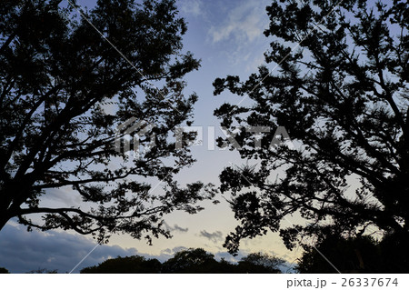 冬の到来を感じさせる秋の夕暮れと哀愁を感じる木々のシルエット 26337674