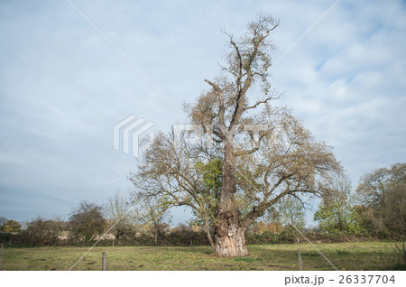 century ash tree in a field. 26337704