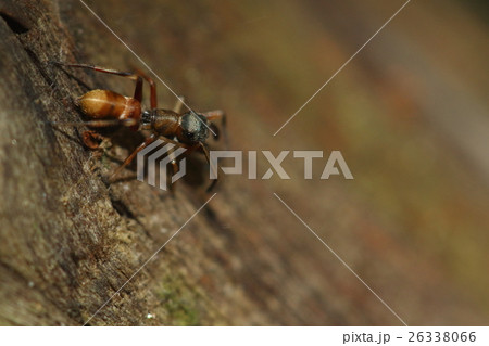生き物 蜘蛛 タイリクアリグモ、アリに擬態したクモの仲間。この角度で見るとほんとにアリそっくり 生き物 蜘蛛 タイリクアリグモ、アリに擬態したクモの仲間。この角度で見るとほんとにアリそっくり 26338066