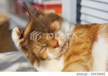 毛づくろいをする茶猫 26338085