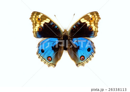 蝶標本　アオタテハモドキ　♂　　 26338113