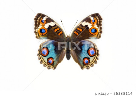 蝶標本 アオタテハモドキ ♀ 蝶標本 アオタテハモドキ ♀ 26338114