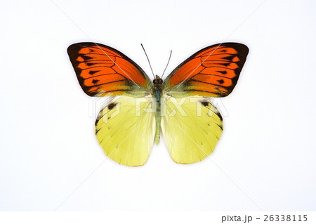 外国産蝶標本デタニツマベニチョウ⁄インドネシア.Peleng産⁄99.2mm 外