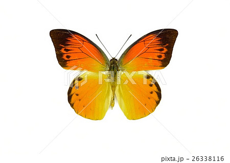 蝶標本 ヒイロツマベニチョウ の写真素材 [26338116] - PIXTA