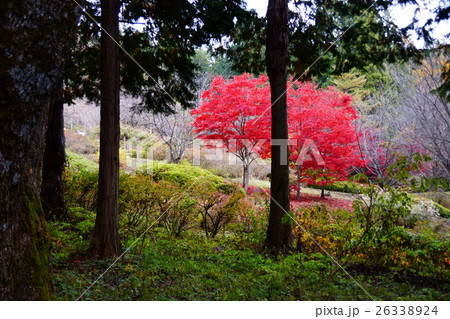 信濃三十三観音  栗尾山 満願寺（第二十六番札所）参道横の赤もみじ 26338924