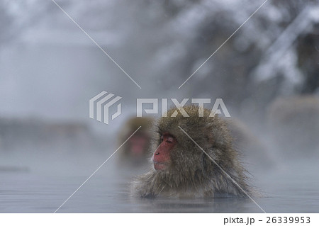 地獄谷温泉に入るニホンザルの子猿の写真素材