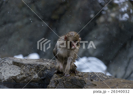 温泉から上がってくつろぐ子猿 26340032