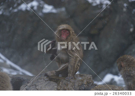 温泉から上がってくつろぐ子猿 26340033