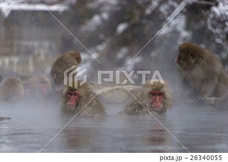 地獄谷温泉に入るニホンザル 26340055