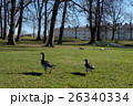 鳥のいる公園 26340334