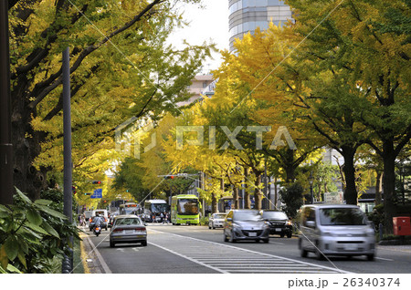 秋の公園通り 秋の公園通り 26340374
