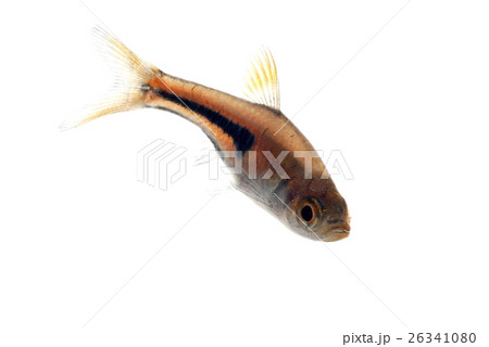 ラスボラ エスペイの写真素材