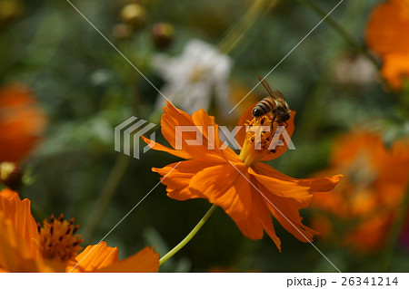 花 フラワー お花 26341214