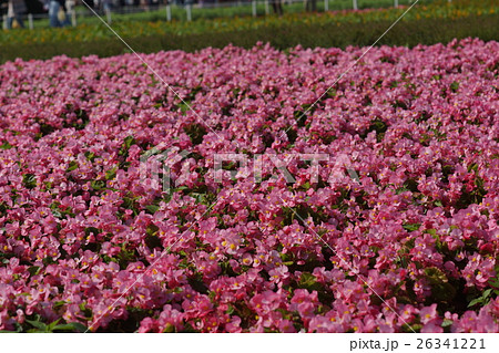 花 フラワー お花 26341221