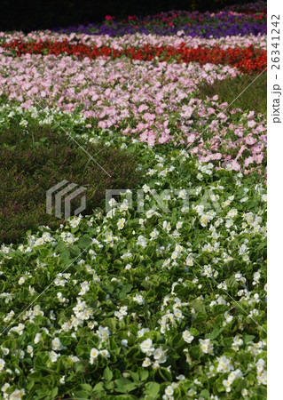 花 フラワー お花 26341242