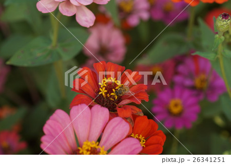 花 フラワー お花 26341251