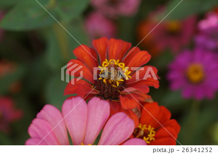 花 フラワー お花 26341252