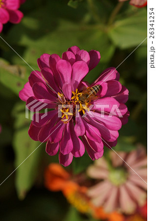 花 フラワー お花 26341254