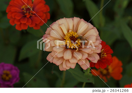 花 フラワー お花 26341266