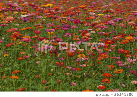 花 フラワー お花 26341280