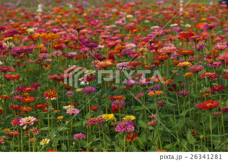 花 フラワー お花 26341281
