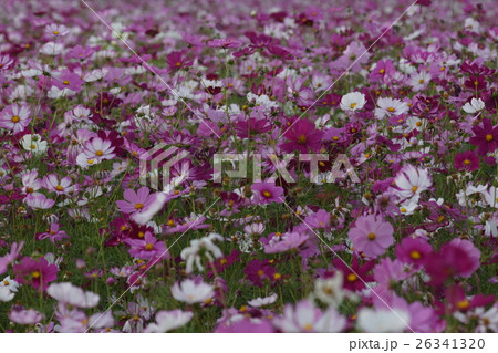 花 フラワー お花 26341320