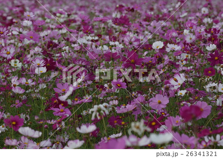 花 フラワー お花 26341321