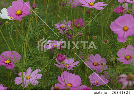 花 フラワー お花 26341322