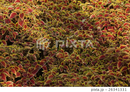 花 フラワー お花 26341331