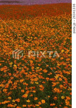 花 フラワー お花 26341336