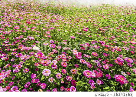 菊 キク 菊の花 26341368