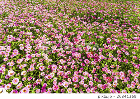 菊 キク 菊の花 26341369