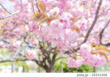 八重桜 26341406