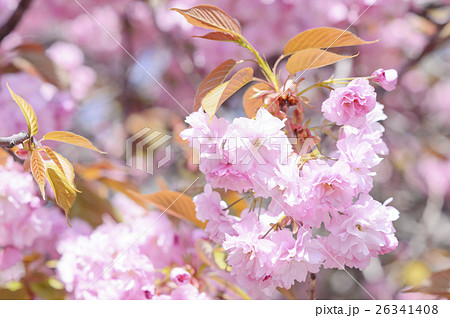 八重桜 26341408