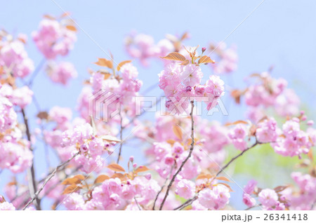 八重桜 八重桜 26341418