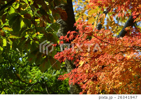 秋深し木場公園の紅葉 26341947