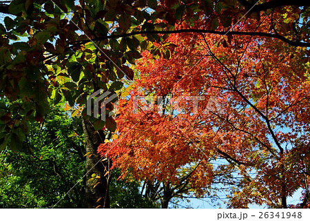 秋深し木場公園の紅葉 26341948