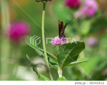 ベニシジミ紫色の花上から 26342012