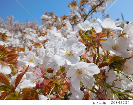 御室桜 26342234